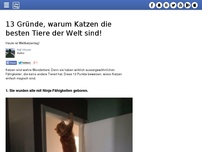 Bild zum Artikel: 13 Gründe, warum Katzen die besten Tiere der Welt sind!