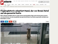 Bild zum Artikel: Argentinien: Flugbegleiterin adoptiert Hund, der vor ihrem Hotel auf sie gewartet hatte