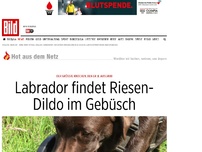 Bild zum Artikel: Stolz wie Oskar! - Labrador findet Riesen-Dildo im Gebüsch