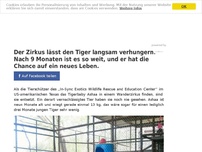 Bild zum Artikel: Der Zirkus lässt den Tiger langsam verhungern. Nach 9 Monaten ist es so weit, und er hat die Chance auf ein neues Leben.
