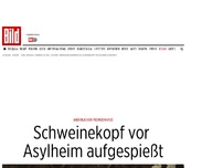 Bild zum Artikel: Widerlicher Fremdenhass - Schweinekopf vor Asylheim aufgespießt