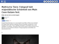 Bild zum Artikel: Mythische Tiere: Fotograf hält majestätische Schönheit von Main Coon Katzen fest.