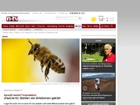 Bild zum Artikel: Eigentlich ein schonendes Agrargift: Ursache für Sterben der Wildbienen geklärt