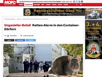 Bild zum Artikel: Ungeziefer-Befall : Ratten-Alarm in den Container-Dörfern