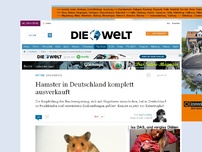 Bild zum Artikel: Zivilschutz: Hamster in Deutschland komplett ausverkauft
