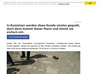 Bild zum Artikel: In Rumänien werden diese Hunde sinnlos gequält, doch dann kommt dieser Mann und nimmt sie einfach mit.