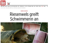 Bild zum Artikel: Drama in Badesee - Riesenwels greift Schwimmerin an