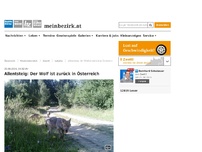 Bild zum Artikel: Allentsteig: Der Wolf ist zurück in Österreich