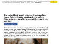 Bild zum Artikel: Der kleine Hund wedelt mit dem Schwanz, als er in den Tod geschickt wird. Was ein ehemaliger Mitarbeiter aus dem Tierheim erzählt, zerreißt mir das Herz.