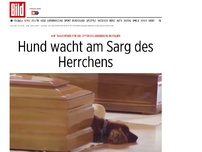 Bild zum Artikel: Cocker-Spaniel „Flash“ - Hund wacht am Sarg des Herrchens