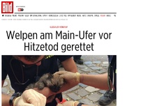 Bild zum Artikel: Illegaler Verkauf - Welpen am Main-Ufer vor Hitzetod gerettet