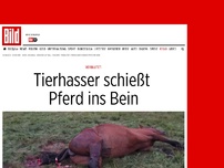 Bild zum Artikel: Verblutet! - Tierhasser schießt Pferd ins Bein