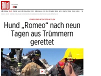 Bild zum Artikel: Horror-Beben in Italien - Hund „Romeo“ nach neun Tagen gerettet