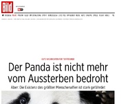 Bild zum Artikel: Gute Nachrichten - Panda nicht mehr vom Aussterben bedroht
