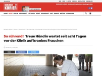 Bild zum Artikel: So rührend!: Treue Hündin wartet seit acht Tagen vor der Klinik auf krankes Frauchen