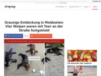 Bild zum Artikel: Grausige Entdeckung in Moldawien: Vier Welpen waren mit Teer an der Straße festgeklebt