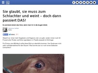 Bild zum Artikel: Sie glaubt, sie muss zum Schlachter und weint – doch dann passiert DAS!