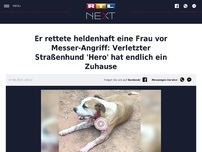 Bild zum Artikel: Er rettete heldenhaft eine Frau vor Messer-Angriff: Verletzter Straßenhund 'Hero' hat endlich ein Zuhause