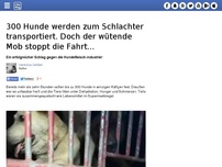 Bild zum Artikel: 300 Hunde werden zum Schlachter transportiert. Doch der wütende Mob stoppt die Fahrt...