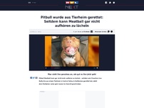 Bild zum Artikel: Pitbull wurde aus Tierheim gerettet: Seitdem kann Meatball gar nicht aufhören zu lächeln