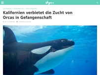 Bild zum Artikel: Kalifornien verbietet die Zucht von Orcas in Gefangenschaft