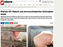 Bild zum Artikel: Unwürdiges Schweineleben: Warum wir aufhören sollten, Fleisch von gequälten Tieren zu essen