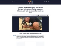 Bild zum Artikel: Pinguin schwimmt jedes Jahr 8.000 km um bei seinem Retter zu sein: Dieses Jahr sah es zunächst nicht so aus