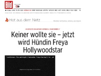 Bild zum Artikel: An der Seite von A. Hopkins - Keiner wollte sie – jetzt wird Hündin Freya Hollywoodstar
