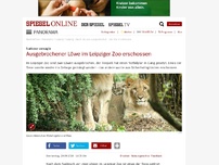 Bild zum Artikel: Leipzig: Zwei Löwen aus Zoogehege ausgebrochen