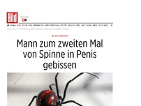 Bild zum Artikel: Auf dem „Örtchen“ - Mann zum 2. Mal von Spinne in Penis gebissen