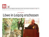 Bild zum Artikel: Nach Zoo-Ausbruch - Löwe in Leipzig erschossen