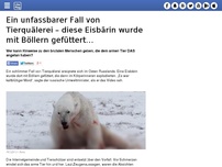 Bild zum Artikel: Ein unfassbarer Fall von Tierquälerei – diese Eisbärin wurde mit Böllern gefüttert…