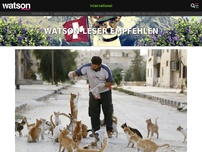 Bild zum Artikel: Scharen flüchten aus Aleppo – dieser Mann bleibt und kümmert sich um die verlassenen Katzen
