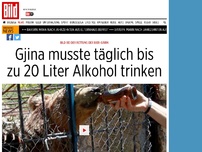 Bild zum Artikel: BILD bei Bären-Rettung - Gjina musste täglich bis zu 20 Liter Alkohol trinken