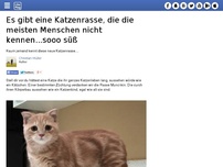 Bild zum Artikel: Es gibt eine Katzenrasse, die die meisten Menschen nicht kennen...sooo süß