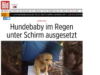 Bild zum Artikel: Wie fies! - Hundewelpe unter Regenschirm ausgesetzt