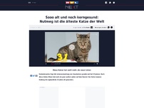 Bild zum Artikel: Sooo alt und noch kerngesund: Nutmeg ist die älteste Katze der Welt