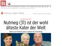 Bild zum Artikel: Jetzt freu dich doch mal! - Nutmeg (31) ist der wohl älteste Kater der Welt