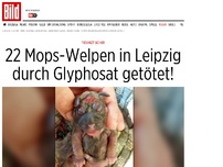 Bild zum Artikel: Tierarzt sicher - 22 Mops-Welpen in Leipzig durch Glyphosat getötet