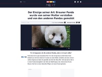 Bild zum Artikel: Der einzige seiner Art: Brauner Panda wurde von seiner Mutter verstoßen und von den anderen Pandas gemobbt