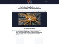 Bild zum Artikel: Die Kräuseljagdspinne ist in Deutschland auf dem Vormarsch