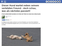 Bild zum Artikel: Dieser Hund wartet neben seinem verletzten Freund - doch schau, was als nächstes passiert!
