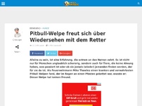 Bild zum Artikel: Pitbull-Welpe freut sich über Wiedersehen mit dem Retter