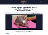 Bild zum Artikel: Kleiner, nackter Igel Nelson hätte in der freien Wildnis keine Überlebenschance