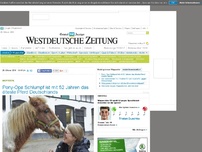 Bild zum Artikel: Pony-Opa Schlumpf ist mit 52 Jahren das älteste Pferd Deutschlands
