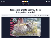 Bild zum Artikel: Ist das die größte Spinne, die je fotografiert wurde?