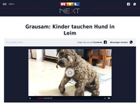 Bild zum Artikel: Grausam: Kinder tauchen Hund in Leim