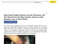 Bild zum Artikel: Dem Hund tropft Schaum aus der Schnauze. Als der Tierarzt in sein Maul schaut, kann er nicht glauben, was er dort findet.