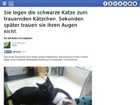 Bild zum Artikel: Sie legen die schwarze Katze zum trauernden Kätzchen. Sekunden später trauen sie ihren Augen nicht.