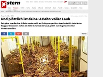 Bild zum Artikel: Ärger bei der BVG: Und plötzlich ist deine U-Bahn voller Laub
